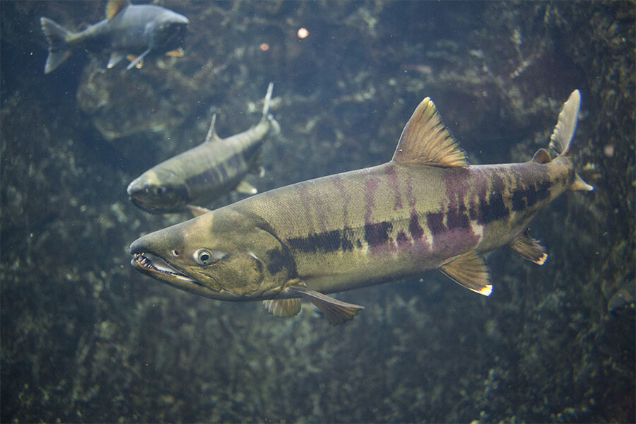 Salmon at Chitose Aquarium